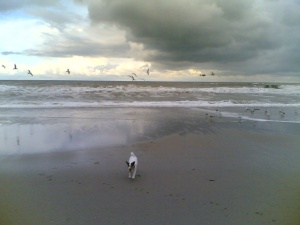 Healey on the beach